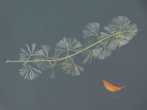 Carolina fanwort (Cabomba caroliniana)