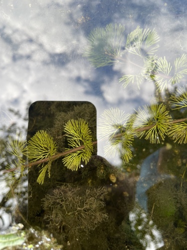 Carolina fanwort (Cabomba caroliniana)