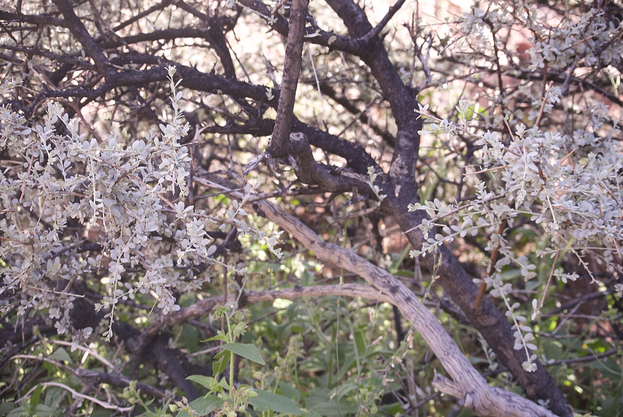 Kaoko wormbush: Endémique en Namibie