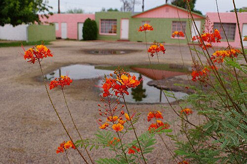 Pride-of-Barbados: 2013, Red Bird of Paradise, Caesalpinia pulcherrima, at the Former Bronco Motorcourt