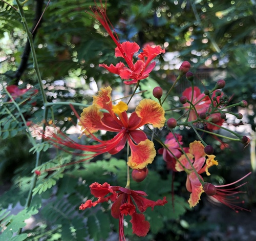 Pride-of-Barbados (Caesalpinia pulcherrima)