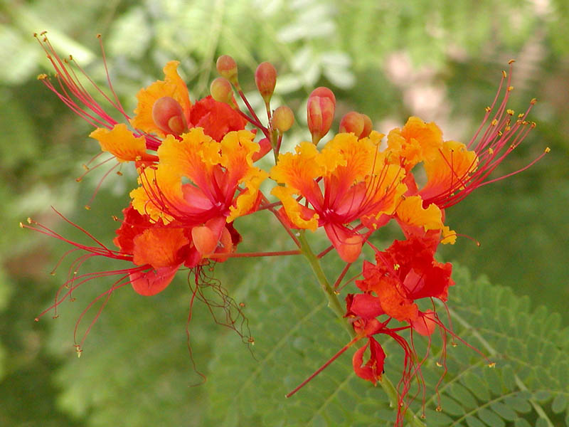 Pride-of-Barbados: Caesalpinia pulcherrima — Mexican bird of paradise, Dwarf poinciana (introduced species). At The Gardens at the Las Vegas Springs Preserve (formerly the Desert