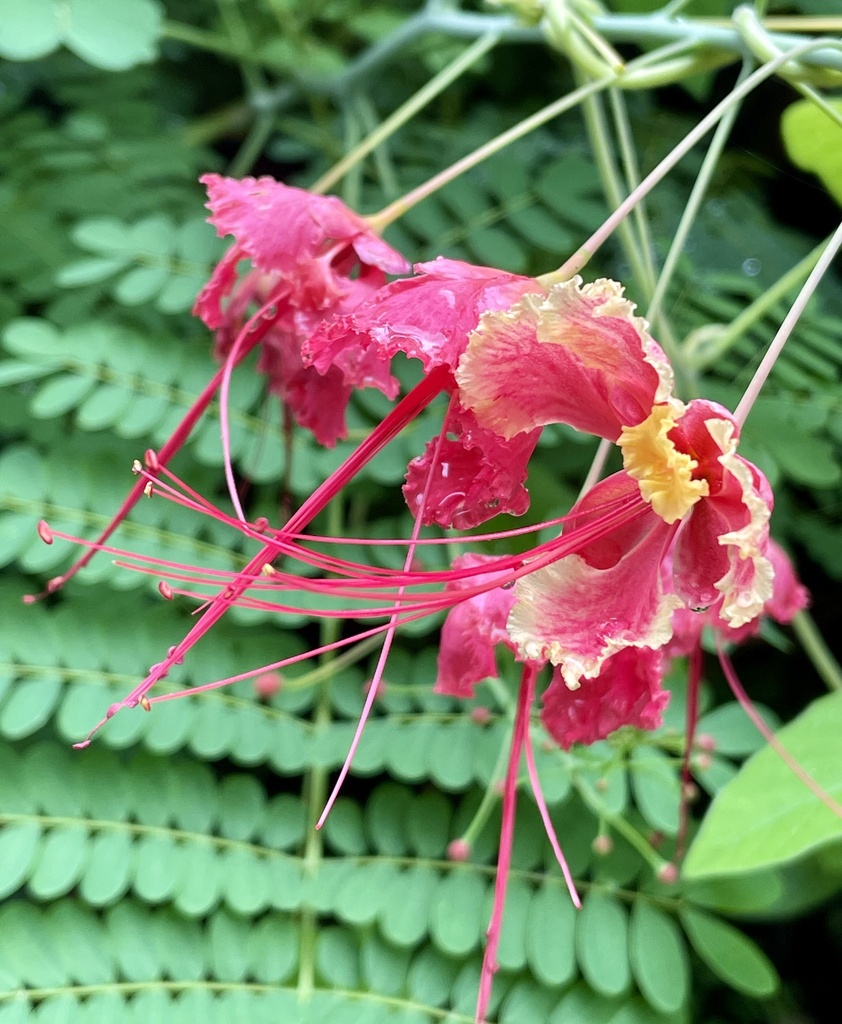 Pride-of-Barbados (Caesalpinia pulcherrima)
