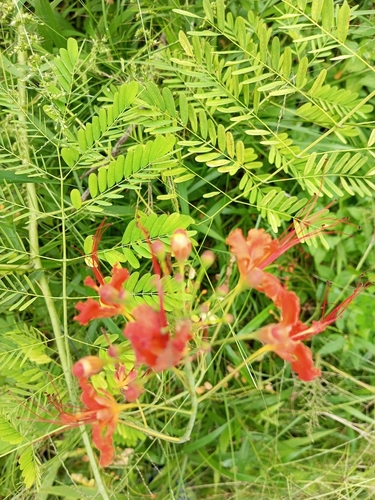 Pride-of-Barbados (Caesalpinia pulcherrima)