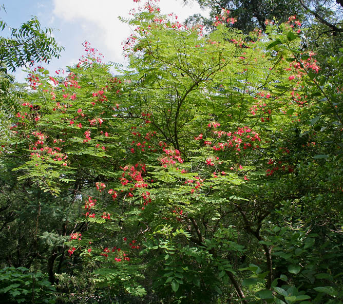 Pride-of-Barbados: Caesalpinia pulcherrima - Poinciana, Red Bird of Paradise, Mexican Bird of Paradise, Peacock Flower, Pride of Barbados, Dwarf poinciana Assamese: krishnachura •