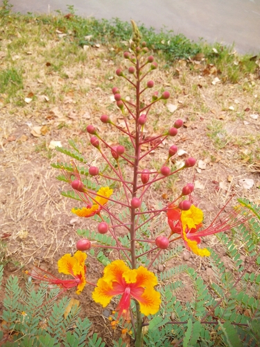 Pride-of-Barbados (Caesalpinia pulcherrima)