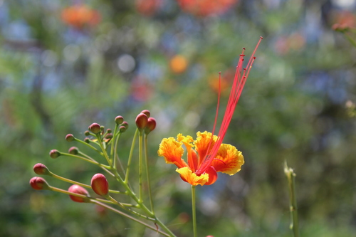 Pride-of-Barbados (Caesalpinia pulcherrima)