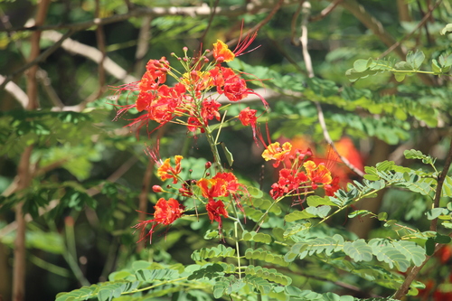 Pride-of-Barbados (Caesalpinia pulcherrima)