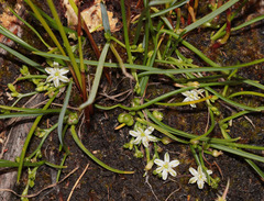Caesia alpina (Caesia alpina)
