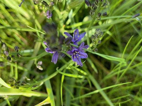 Caesia calliantha (Caesia calliantha)