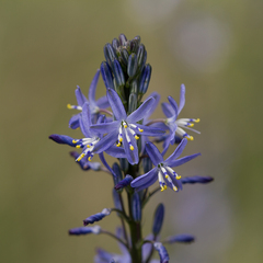 Caesia calliantha (Caesia calliantha)