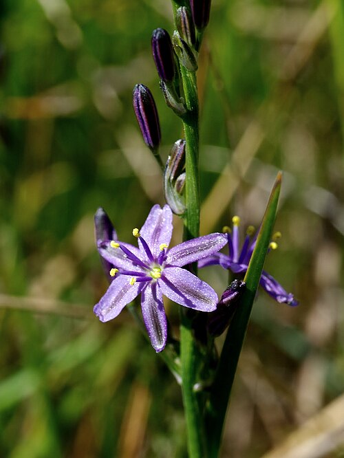Caesia calliantha: Caesia callilantha (Blue Grass-lily) Tufted plant to 40 cm high Flowers Sep - Jan