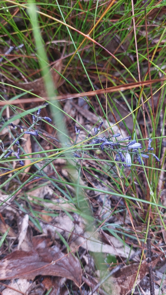 Caesia calliantha (Caesia calliantha)