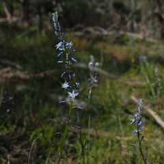 Caesia calliantha (Caesia calliantha)