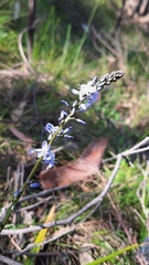 Caesia calliantha (Caesia calliantha)