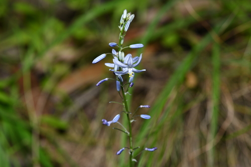 Caesia calliantha (Caesia calliantha)