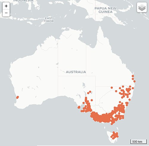 Caesia calliantha: Distribution map of caesia calliantha
