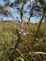 Caesia calliantha (Caesia calliantha)