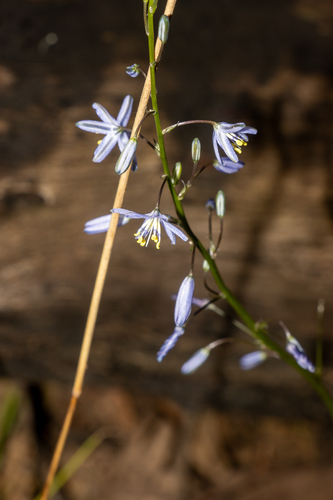 Caesia calliantha (Caesia calliantha)