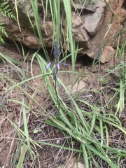 Caesia calliantha (Caesia calliantha)