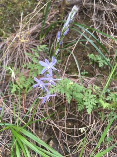Caesia calliantha (Caesia calliantha)
