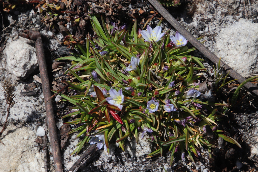 Caesia capensis (Caesia capensis)