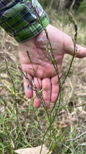 Caesia chlorantha (Caesia chlorantha)
