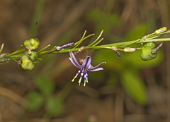 Caesia chlorantha (Caesia chlorantha)
