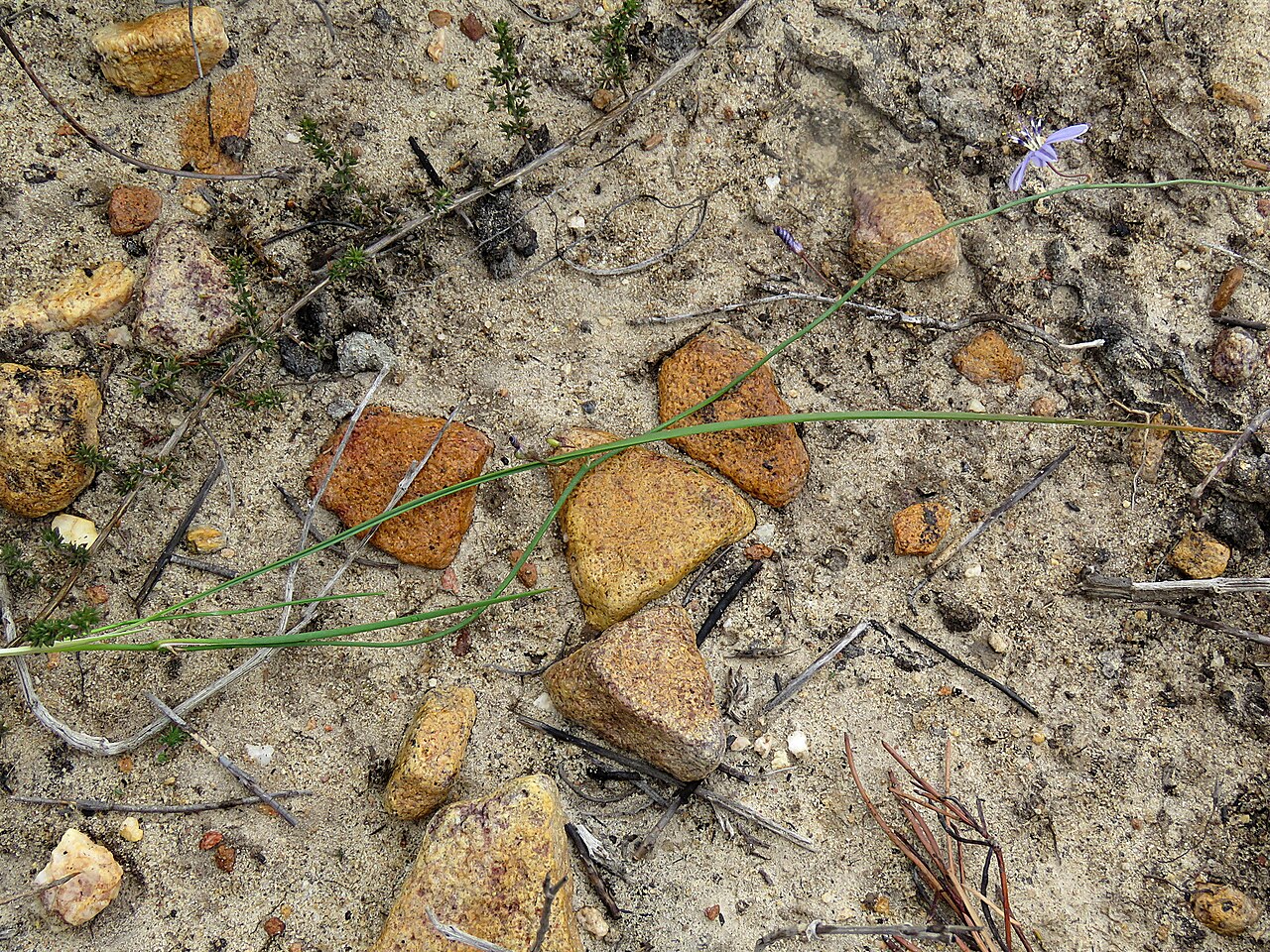 Caesia contorta: Caesia contorta, photographed by Ronald Flipphi, on 25 October 2019, at north slope of Garcia's Pass, Langeberg, Western Cape province of South Africa