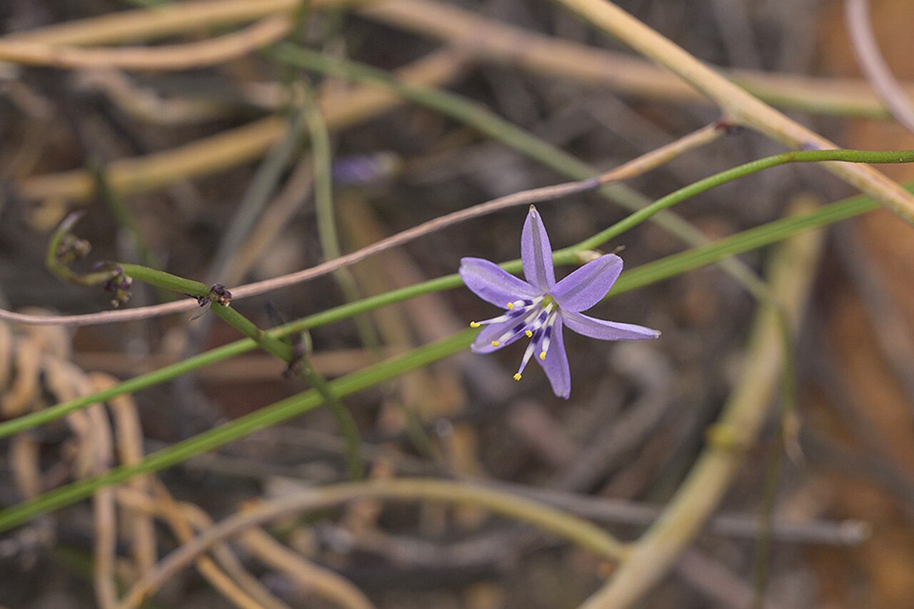 Caesia contorta: Caesia contorta, photographed by Ronald Flipphi, on 25 October 2019, at north slope of Garcia's Pass, Langeberg, Western Cape province of South Africa