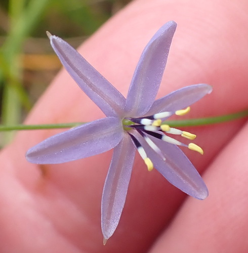 Caesia contorta (Caesia contorta)