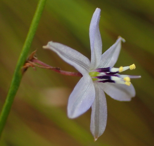 Caesia contorta (Caesia contorta)