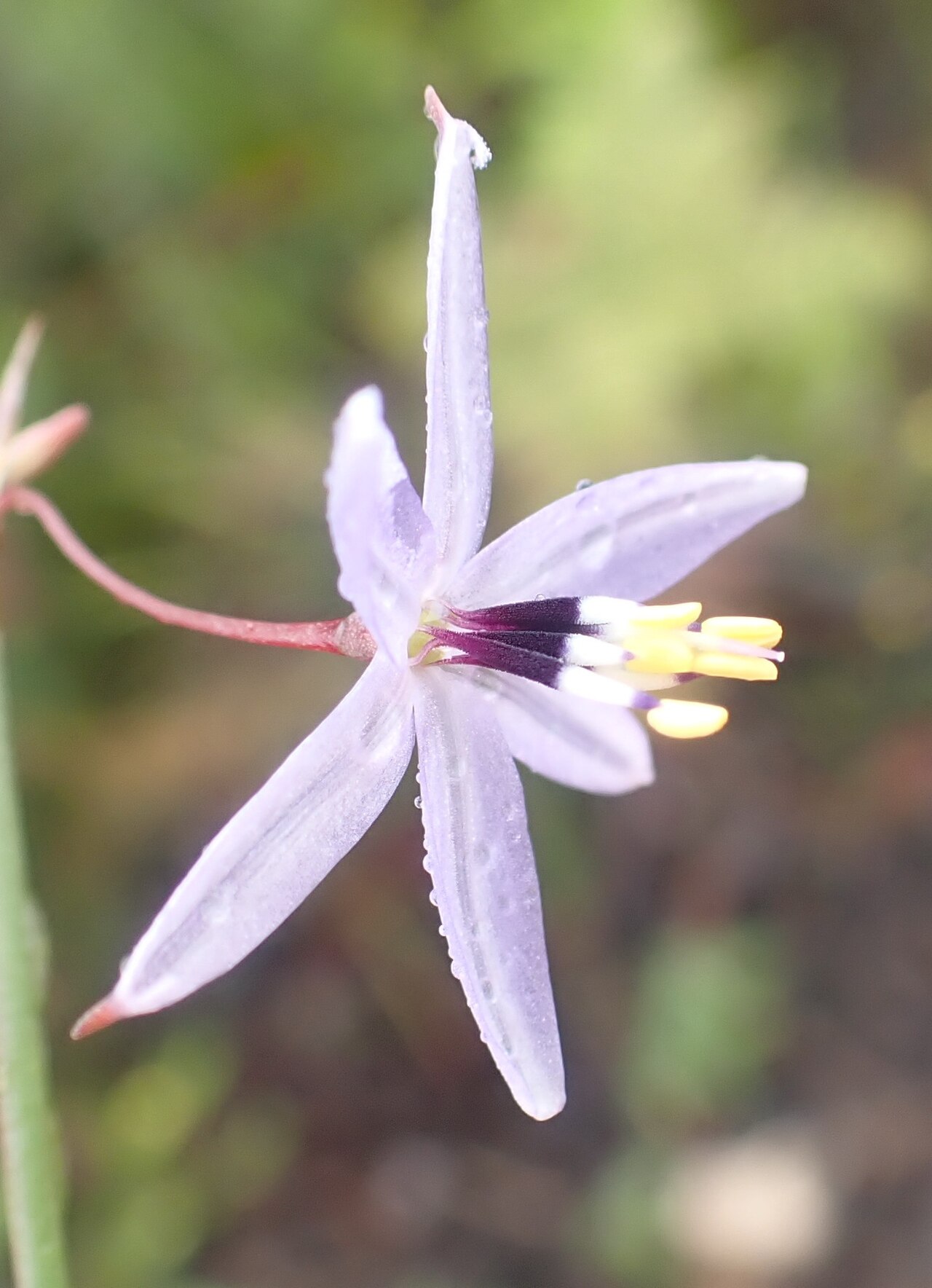 Caesia contorta: Common Grasslily
