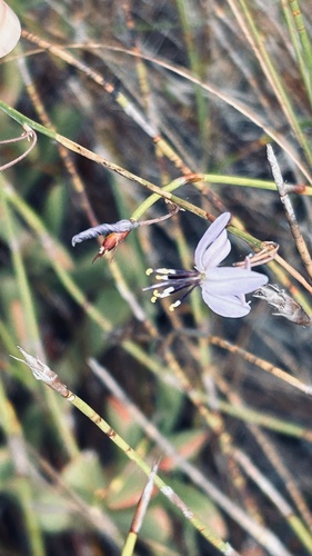 Caesia contorta (Caesia contorta)