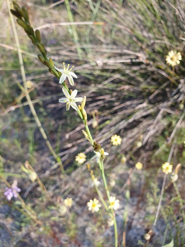Caesia micrantha (Caesia micrantha)