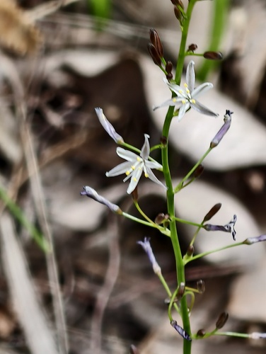 Caesia micrantha (Caesia micrantha)