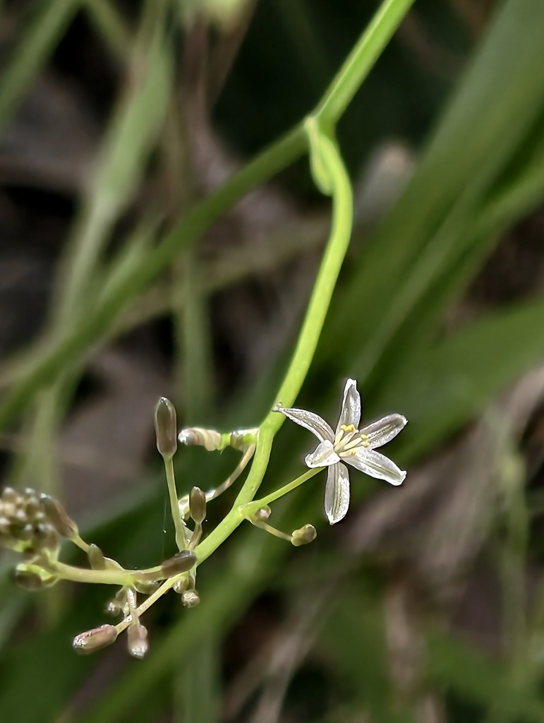 Caesia micrantha (Caesia micrantha)