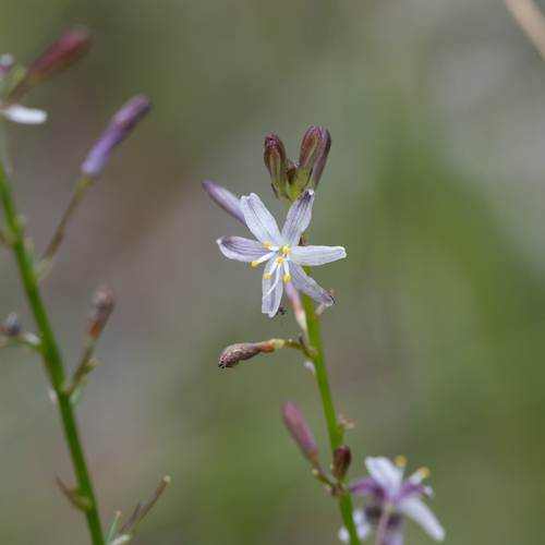 Caesia micrantha (Caesia micrantha)