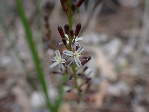 Caesia micrantha (Caesia micrantha)