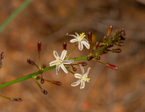 Caesia micrantha (Caesia micrantha)