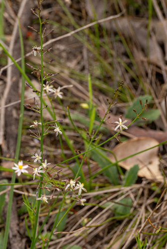Caesia micrantha (Caesia micrantha)