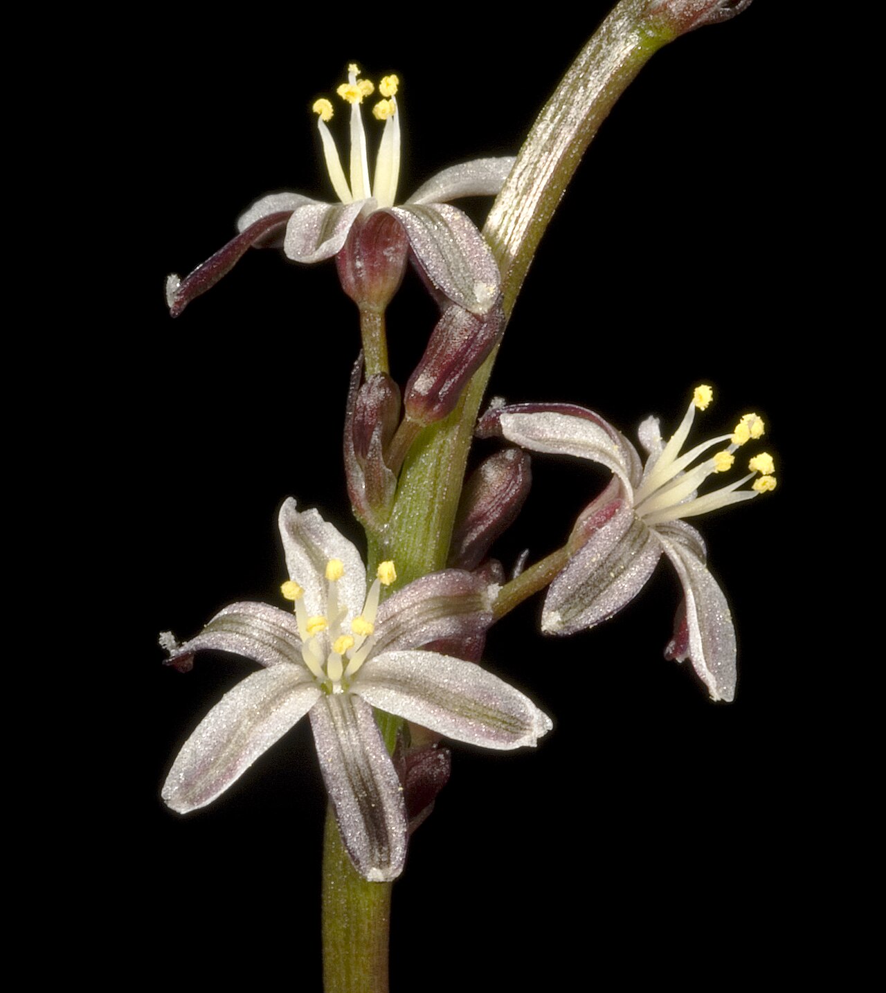 Caesia micrantha: KRT3373