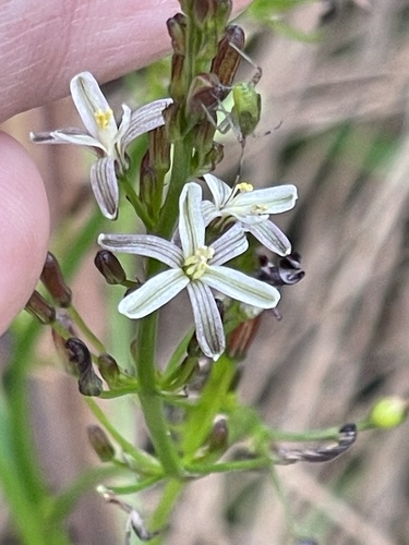 Caesia micrantha (Caesia micrantha)