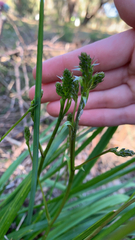 Caesia micrantha (Caesia micrantha)