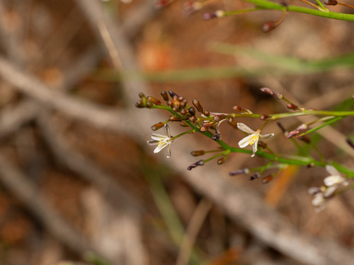 Caesia micrantha (Caesia micrantha)