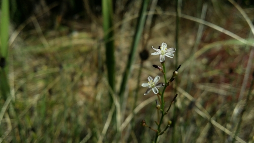 Caesia micrantha (Caesia micrantha)