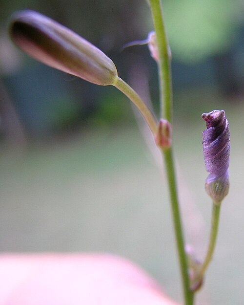 Caesia parviflora: Flowerheads are panicles. Flowers have 6 white to pale blue tepals with green or purple veins. The tepals tightly spiral after flowering.