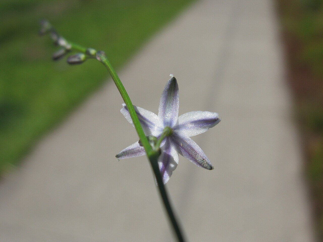 Caesia parviflora: Flowerheads are panicles. Flowers have 6 white to pale blue tepals with green or purple veins. The tepals tightly spiral after flowering.