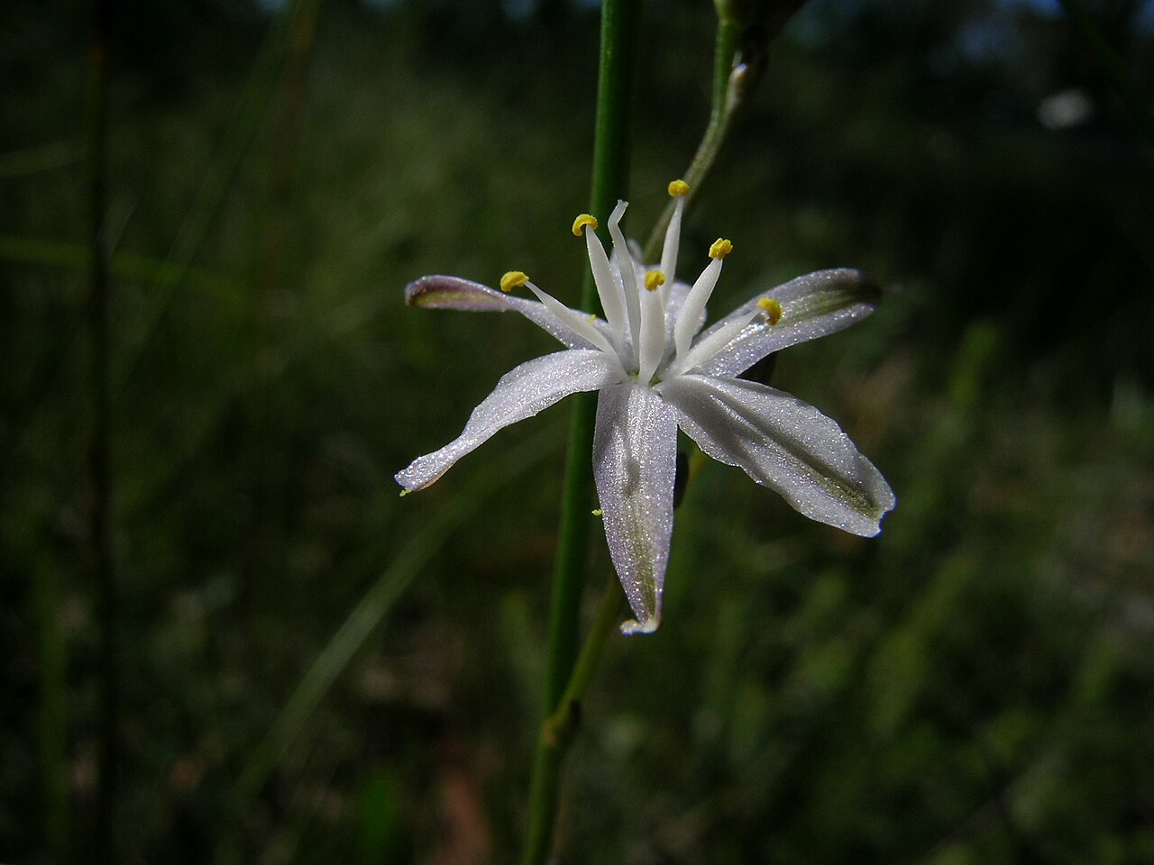 Caesia parviflora: Caesia parviflora