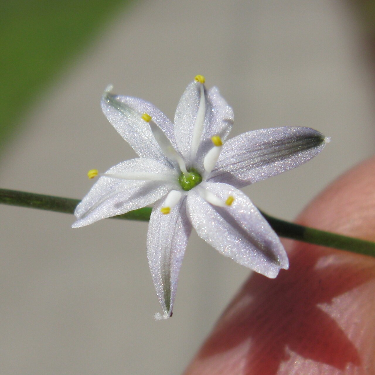 Caesia parviflora: Flowerheads are panicles. Flowers have 6 white to pale blue tepals with green or purple veins. The tepals tightly spiral after flowering.